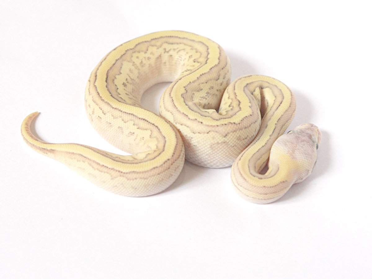 Fire Mojave Pastel Pinstripe Yellow Belly