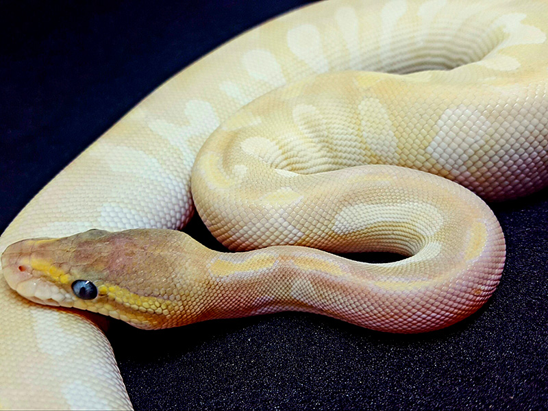 Fire Mojave Pastel Special