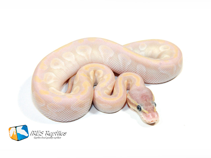 Fire Mojave Pastel Special