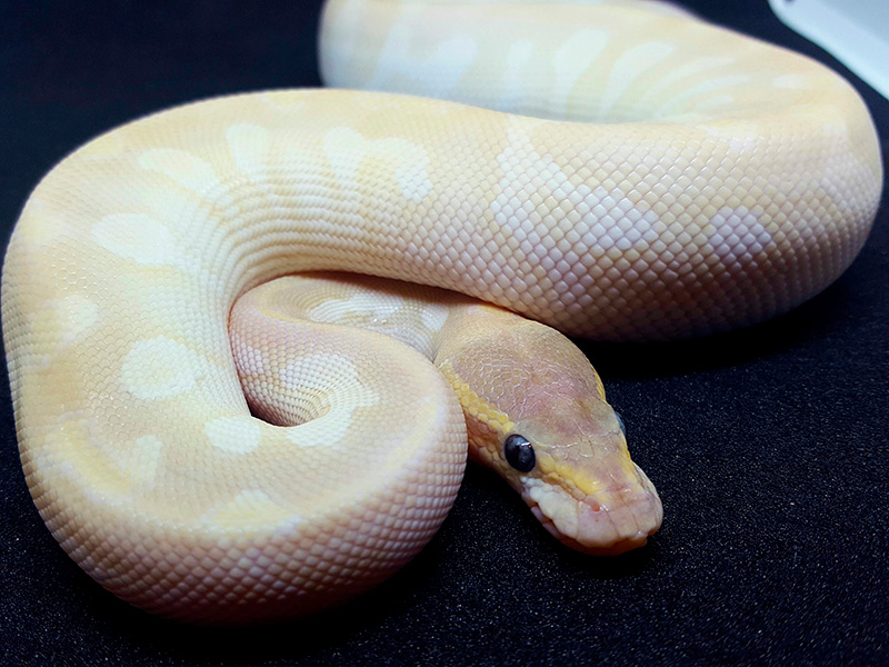 Fire Mojave Pastel Special