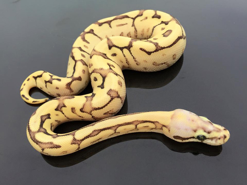 Fire Mojave Pastel Spider Yellow Belly