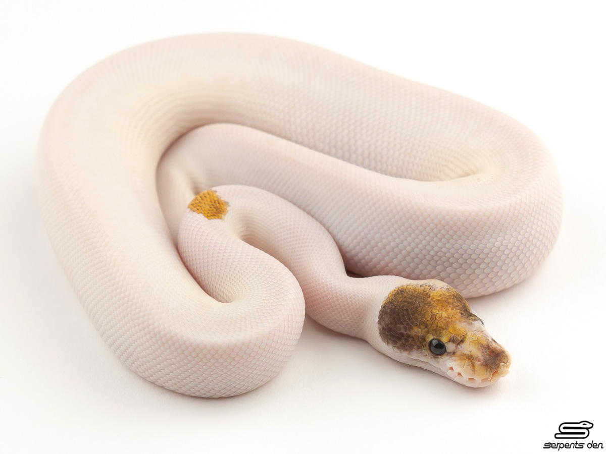 Fire Mojave Piebald Yellow Belly