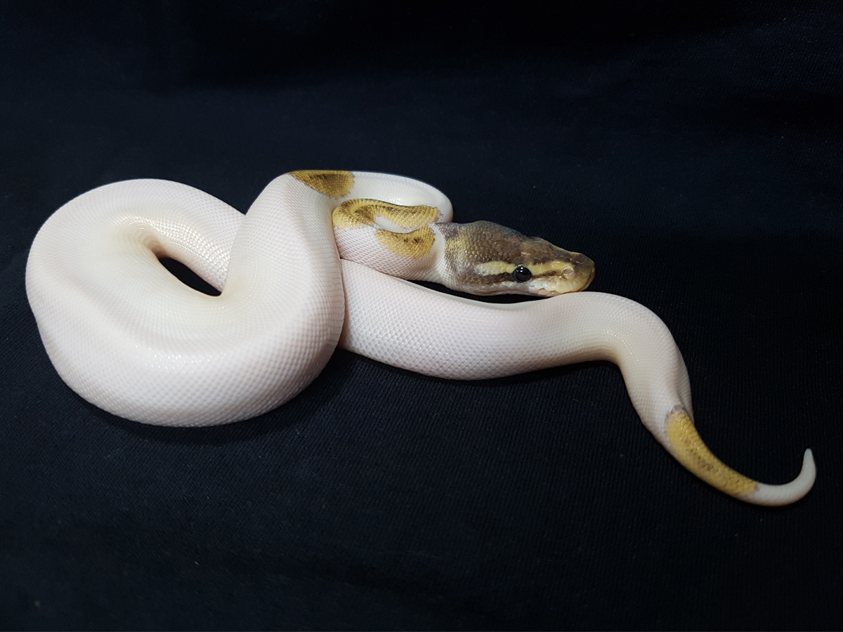 Fire Mojave Piebald