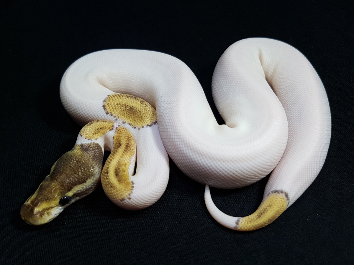 Ball Pythons For Sale. 