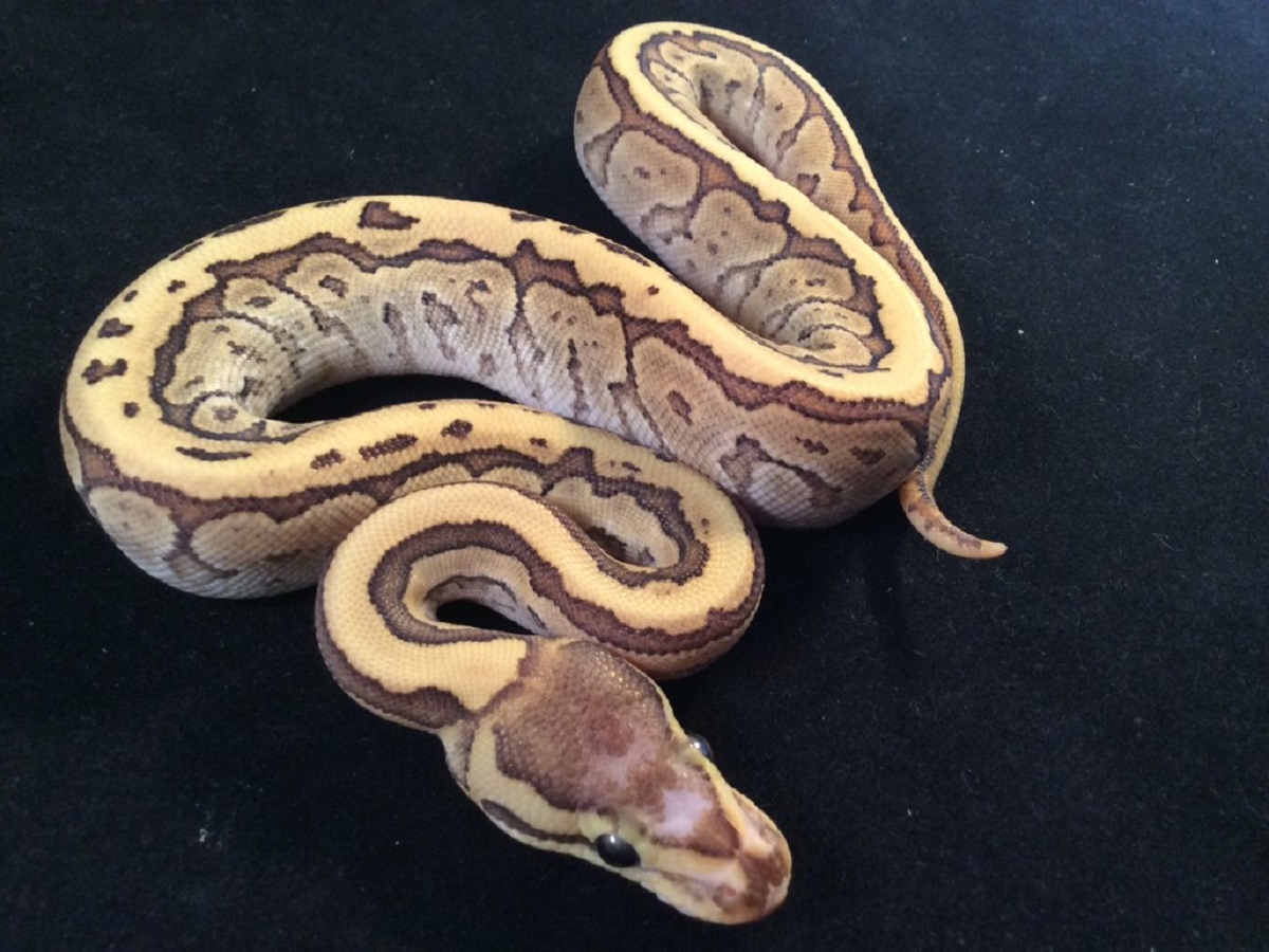 Fire Mojave Pinstripe Scaleless Head