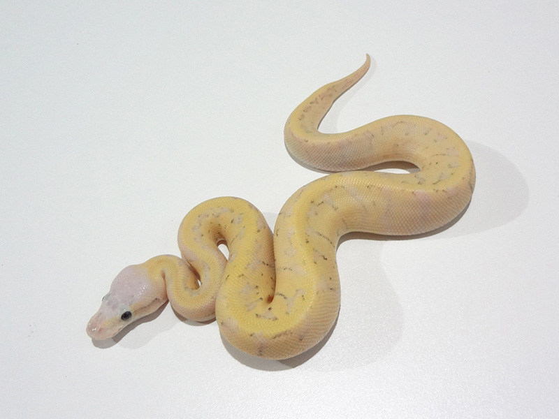 Fire Mojave Pinstripe Super Pastel