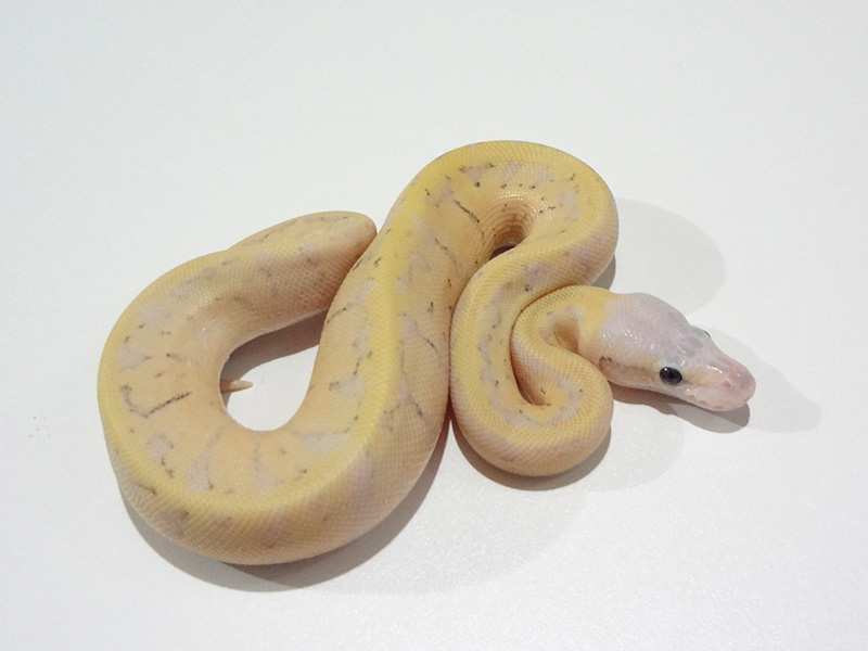 Fire Mojave Pinstripe Super Pastel