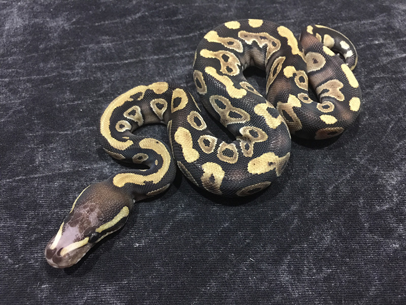 Fire Mojave Scaleless Head