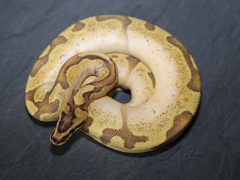 Fire Mojave Super Enchi Yellow Belly