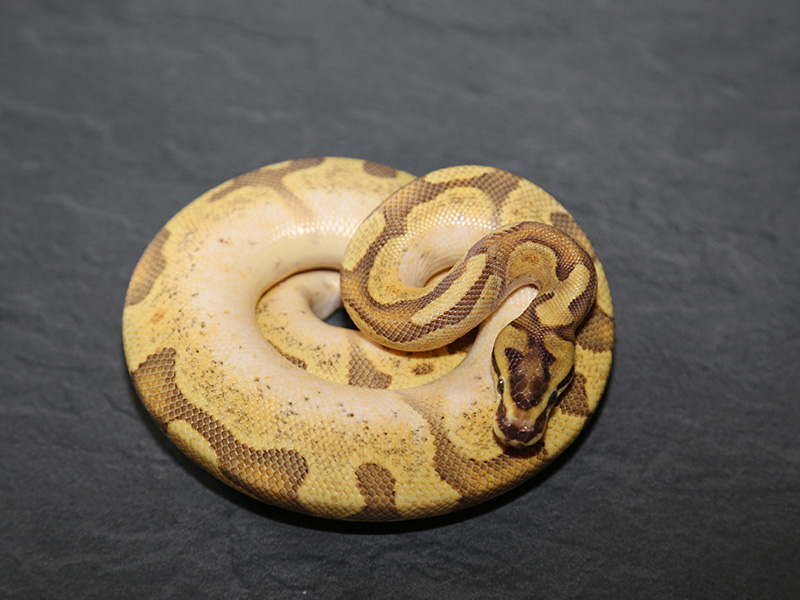 Fire Mojave Super Enchi Yellow Belly