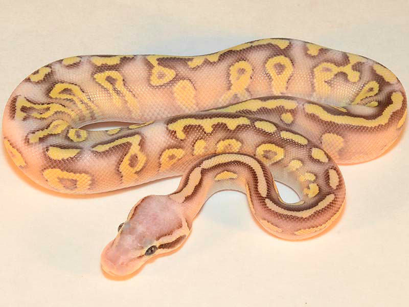 Fire Mojave Super Pastel Yellow Belly