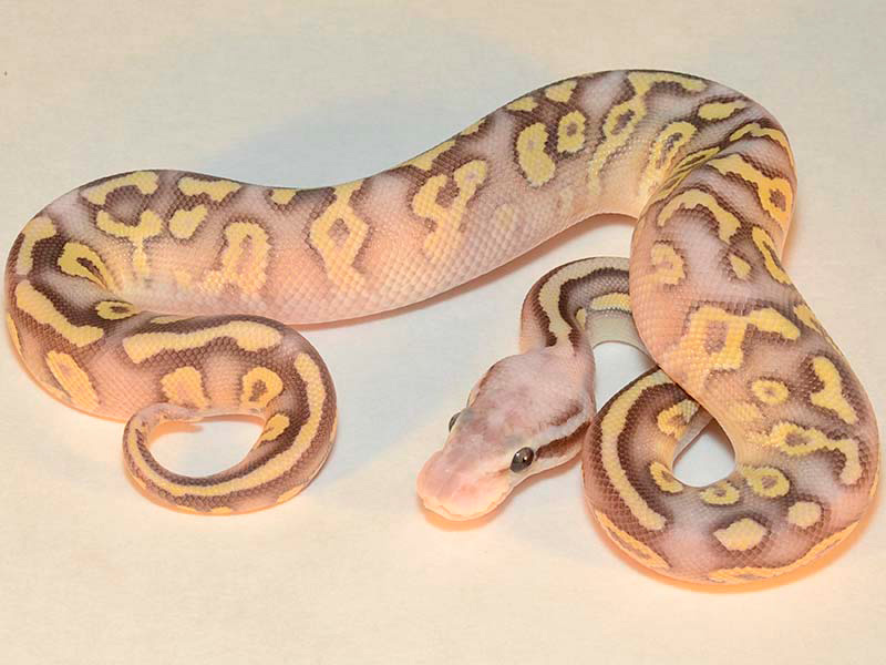 Fire Mojave Super Pastel Yellow Belly