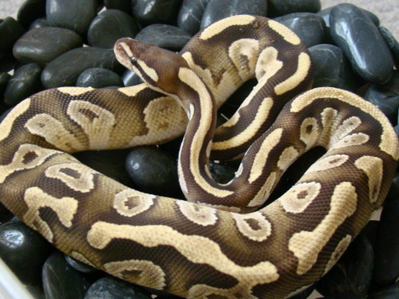 Fire Mojave Morph List World Of Ball Pythons Diagram Database.