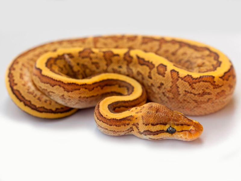 Fire Mystic Pinstripe Yellow Belly