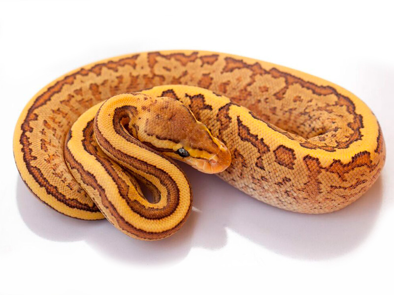 Fire Mystic Pinstripe Yellow Belly