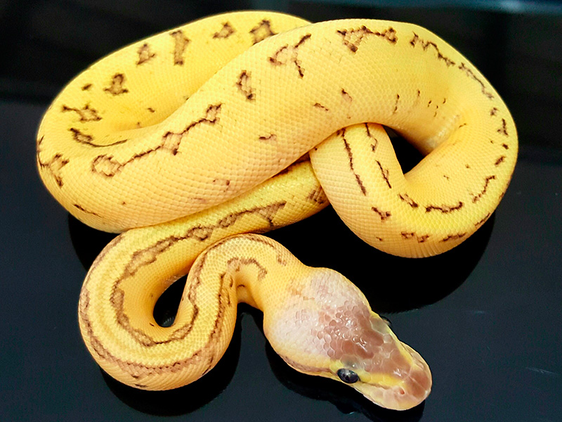 Fire Orange Dream Pastel Pinstripe Yellow Belly