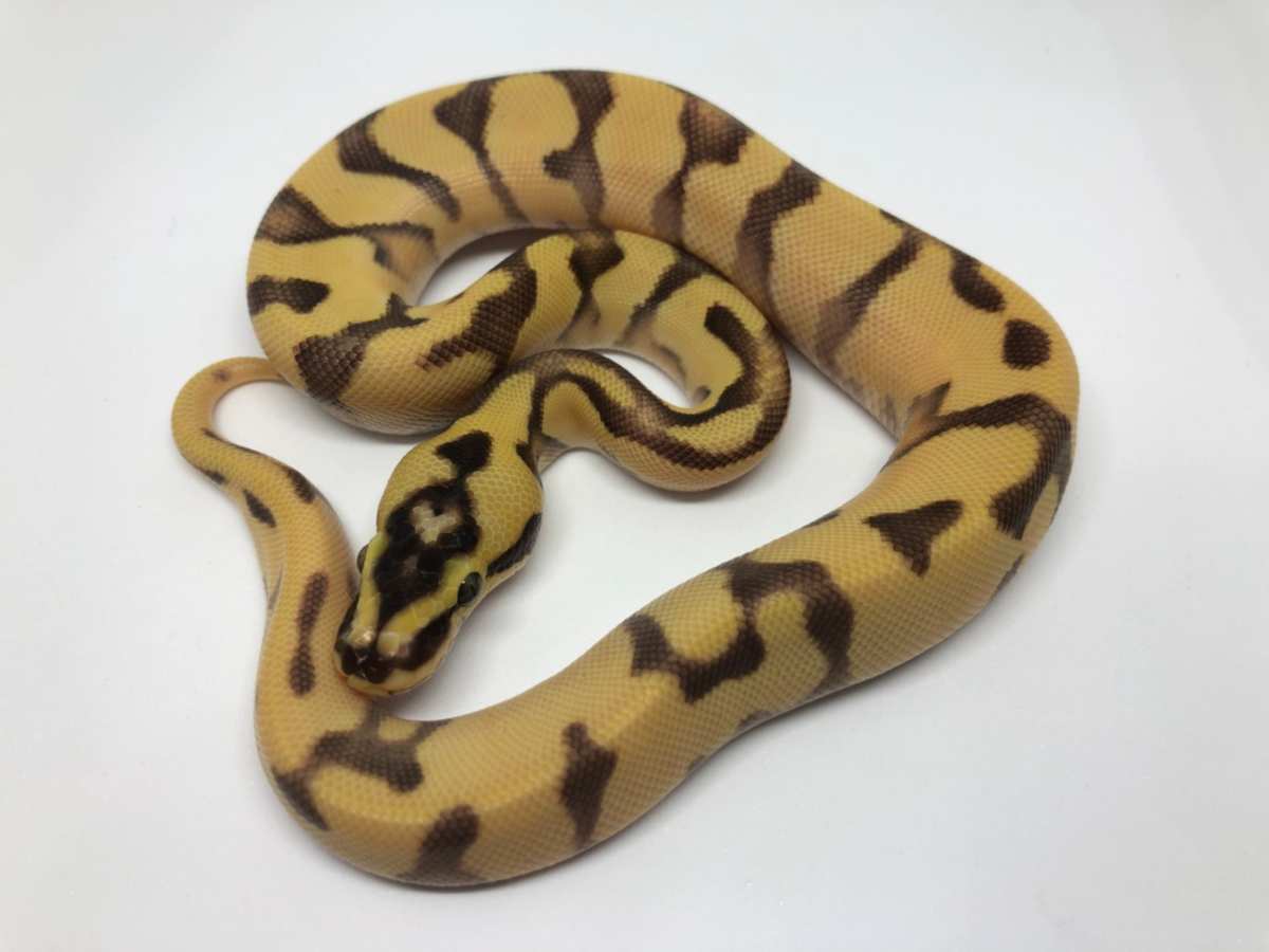 Fire Orange Dream Pastel Super Enchi