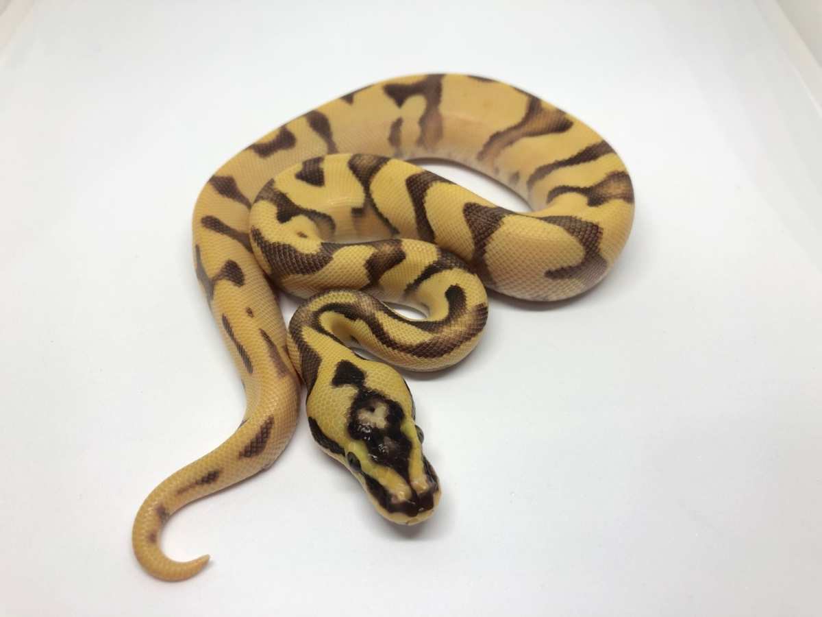 Fire Orange Dream Pastel Super Enchi