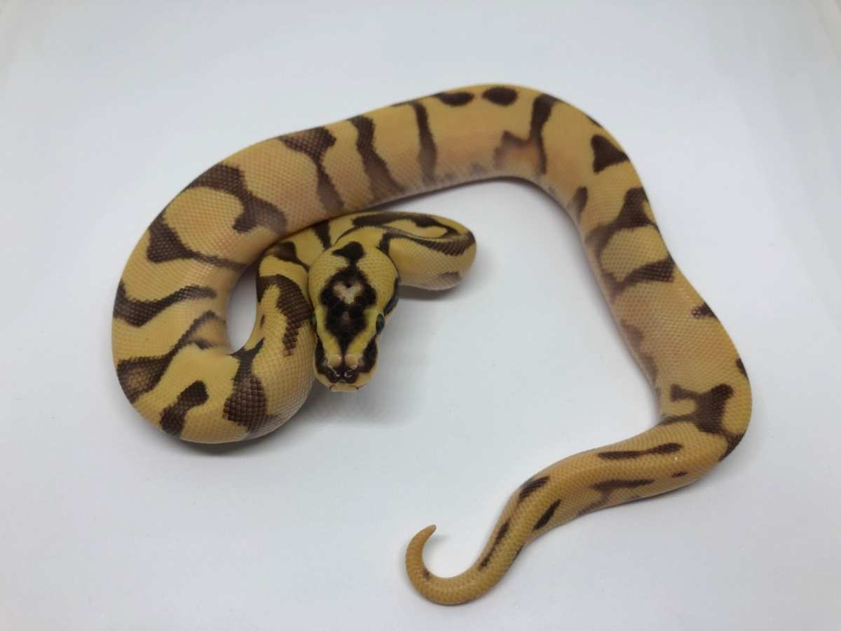 Fire Orange Dream Pastel Super Enchi