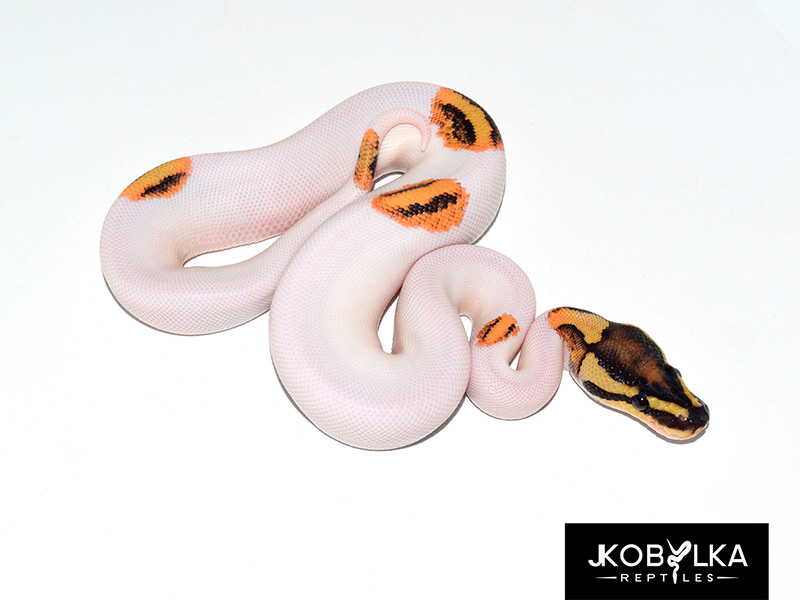 Fire Orange Dream Piebald Yellow Belly