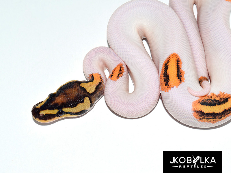 Fire Orange Dream Piebald Yellow Belly