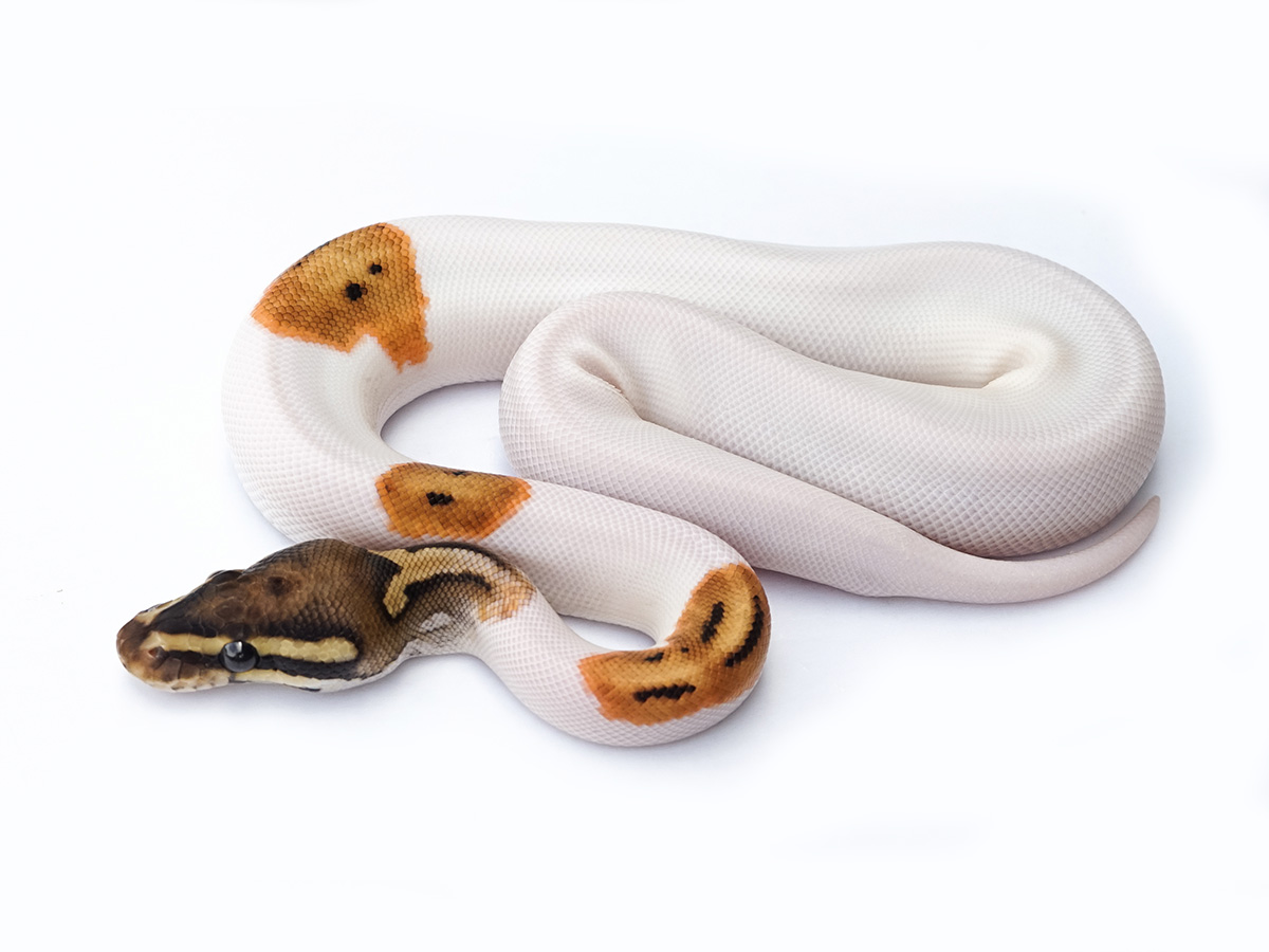 Fire Orange Dream Piebald