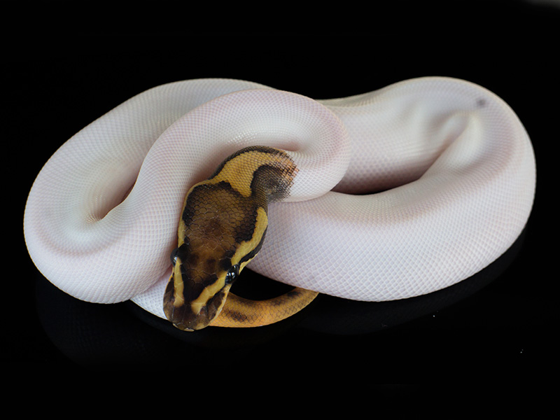 Fire Orange Dream Pied Woma