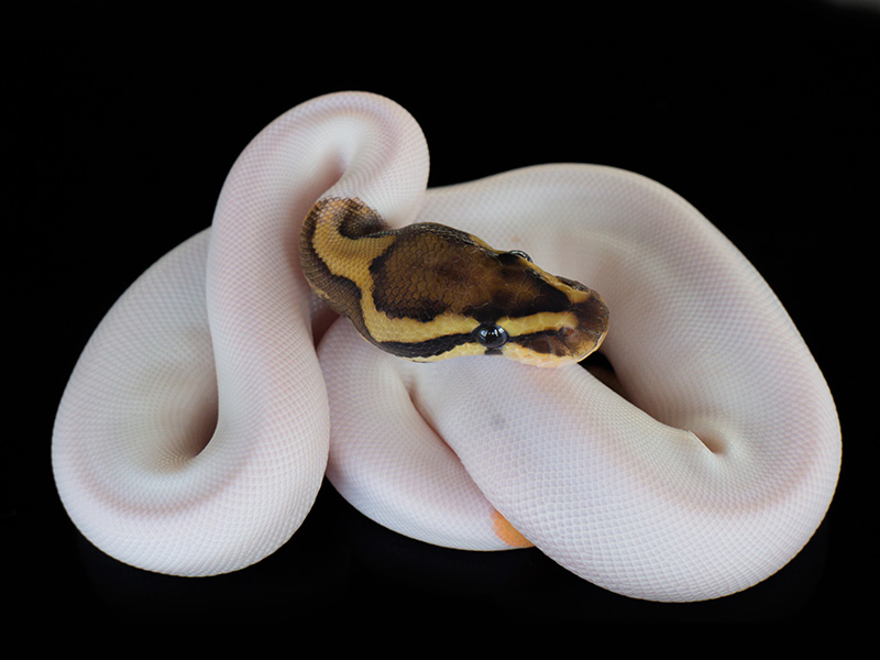 Fire Orange Dream Pied Woma