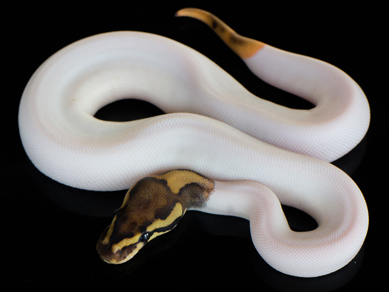 Fire Orange Dream Pied Woma