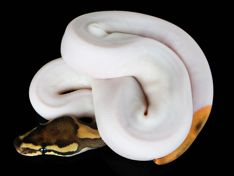 Fire Orange Dream Pied Woma