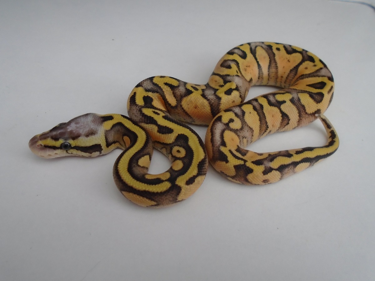 Fire Paint Super Pastel Yellow Belly