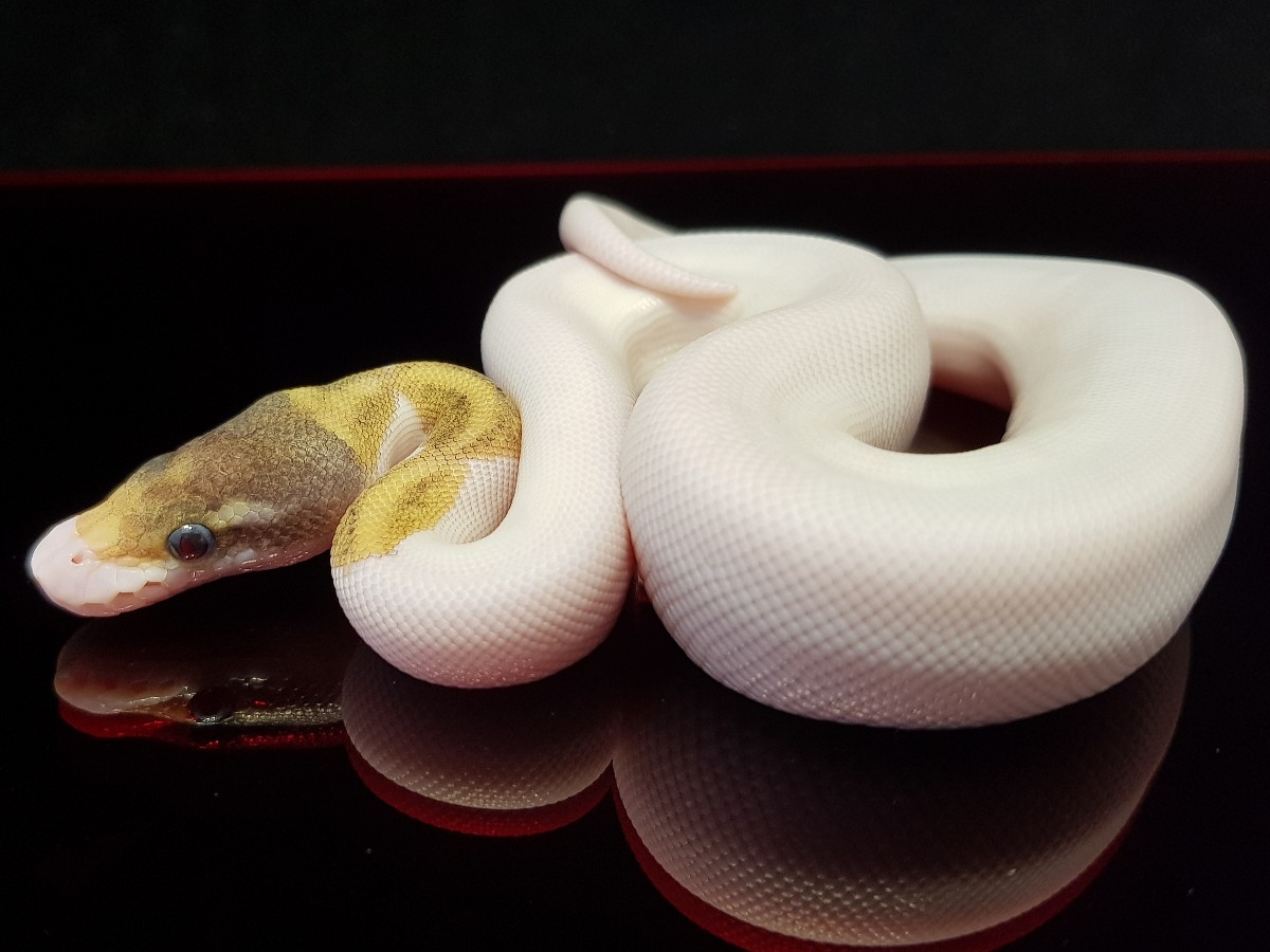 Fire Pastel Phantom Piebald