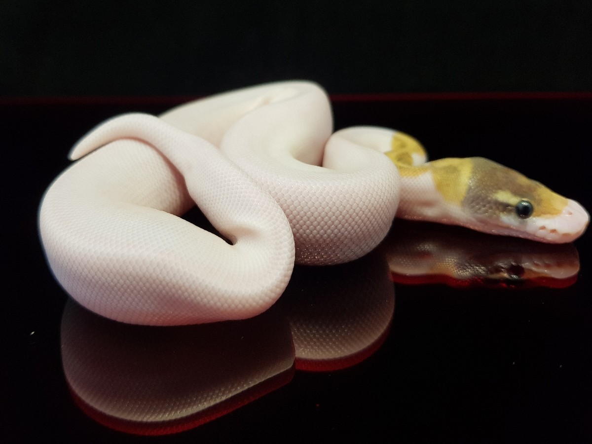 Fire Pastel Phantom Piebald