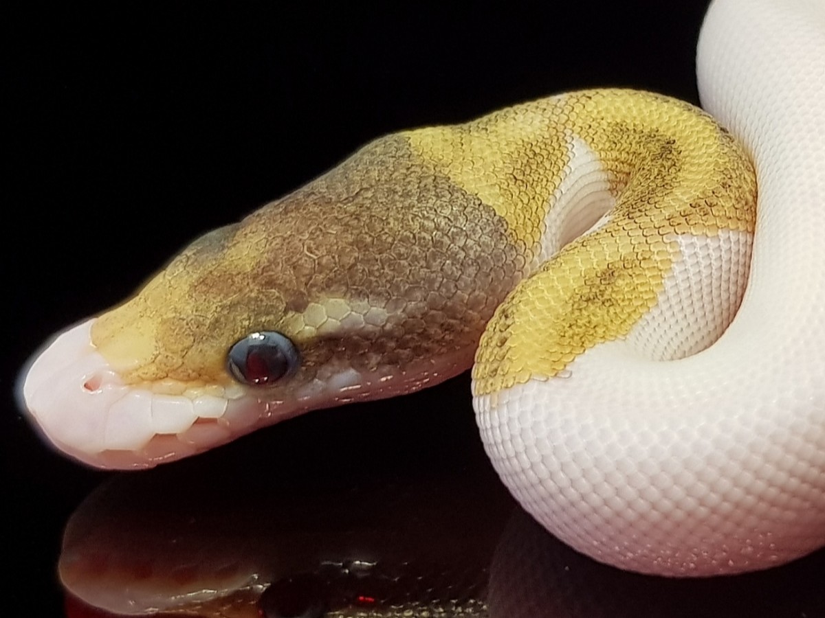 Fire Pastel Phantom Piebald