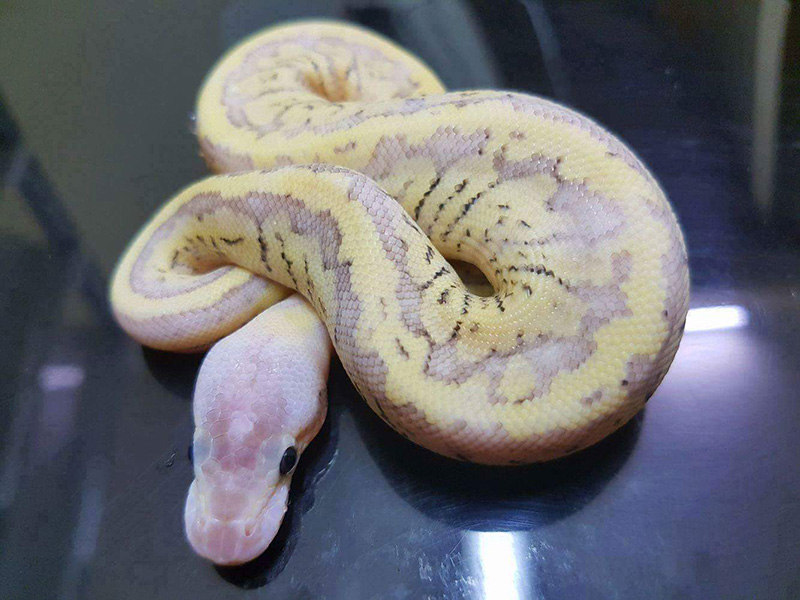 Fire Pastel Phantom Pinstripe Yellow Belly