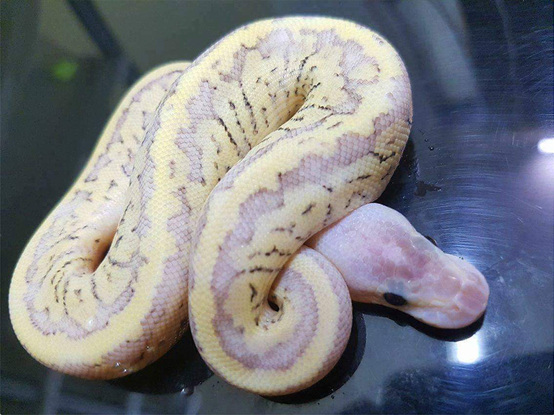 Fire Pastel Phantom Pinstripe Yellow Belly