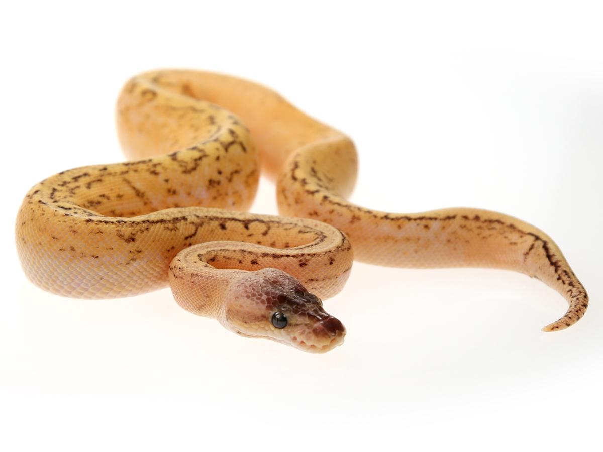 Fire Pastel Pinstripe Sugar Yellow Belly