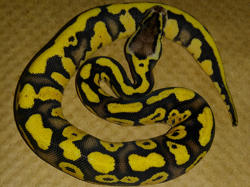 Fire Pastel Russo Het Leucistic