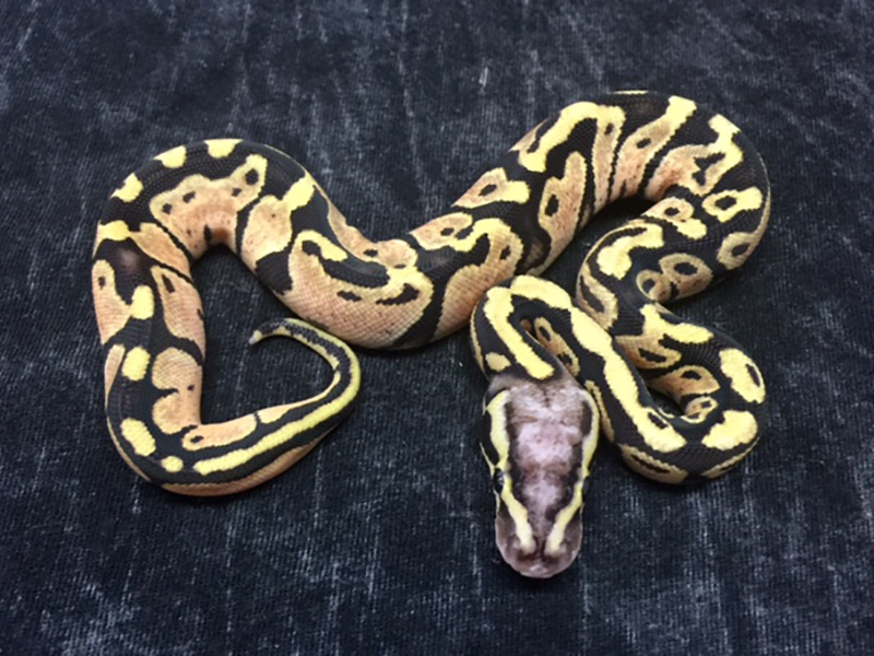 Fire Pastel Scaleless Head