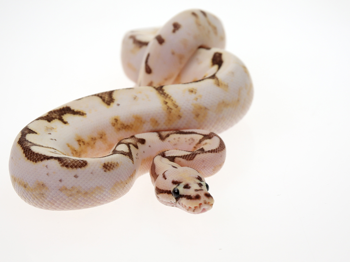 Fire Pastel Spider Sugar Yellow Belly