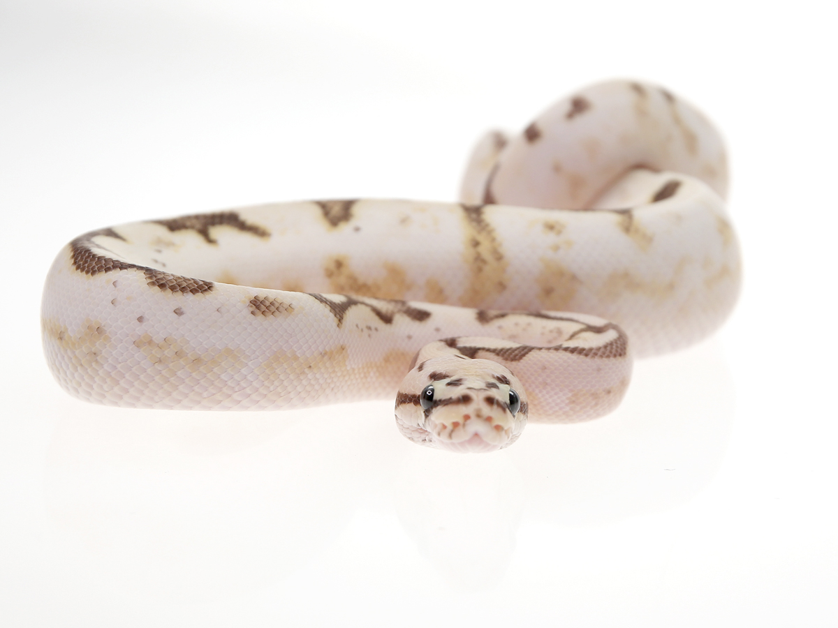 Fire Pastel Spider Sugar Yellow Belly