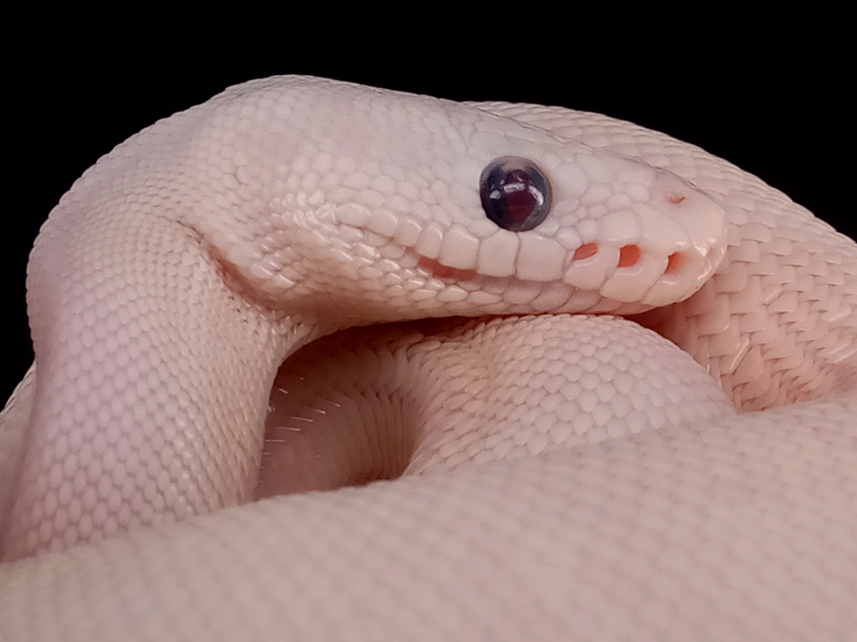 Fire Pastel Spider Super Lesser