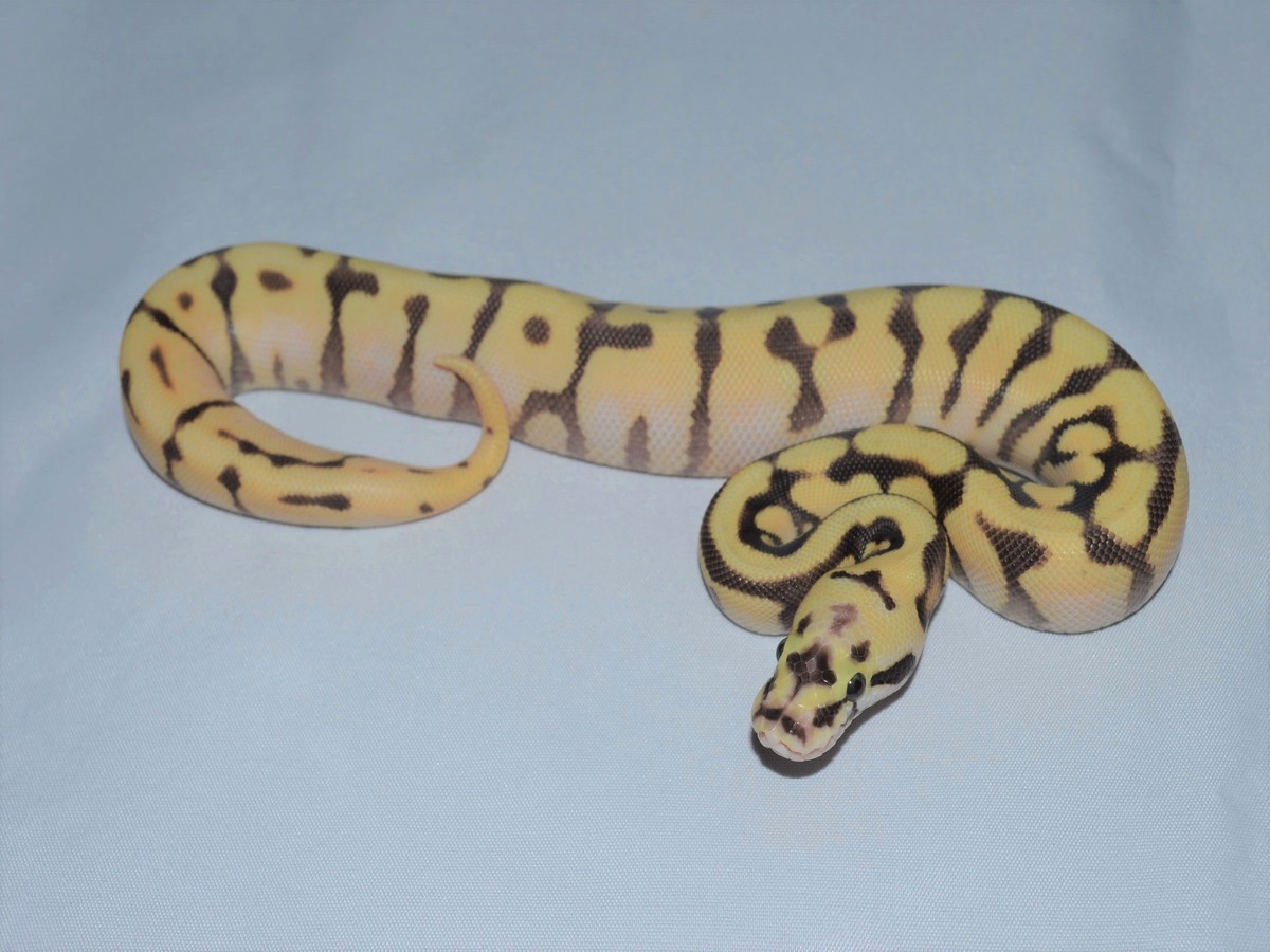 Fire Pastel Spotnose Super Enchi