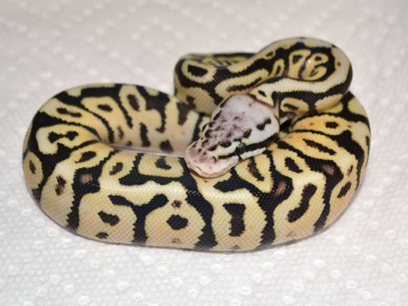 Fire Pastel Spotnose