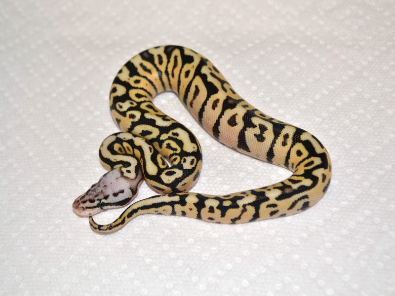 Fire Pastel Spotnose