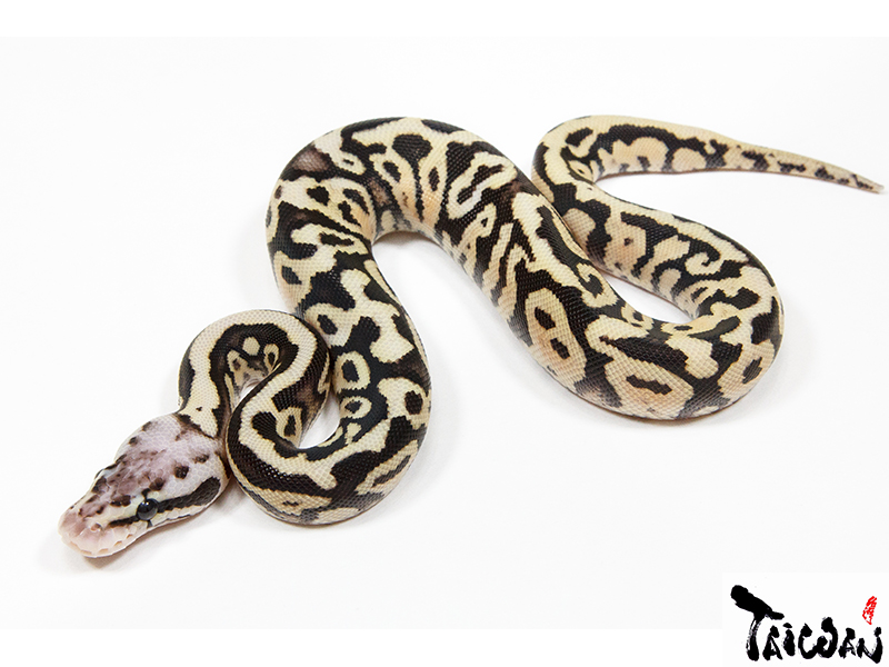 Fire Pastel Spotnose