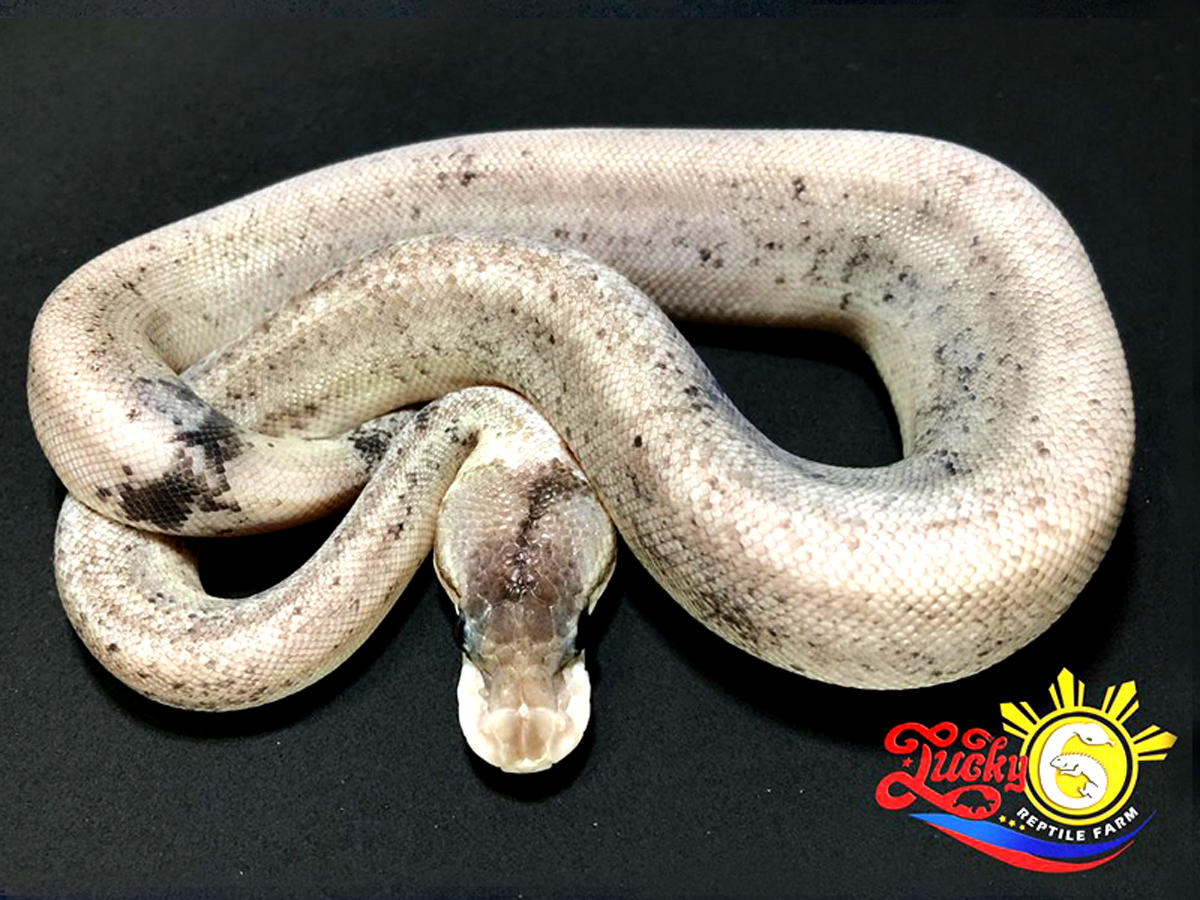 Fire Pastel Super Cinnamon Super Mojave