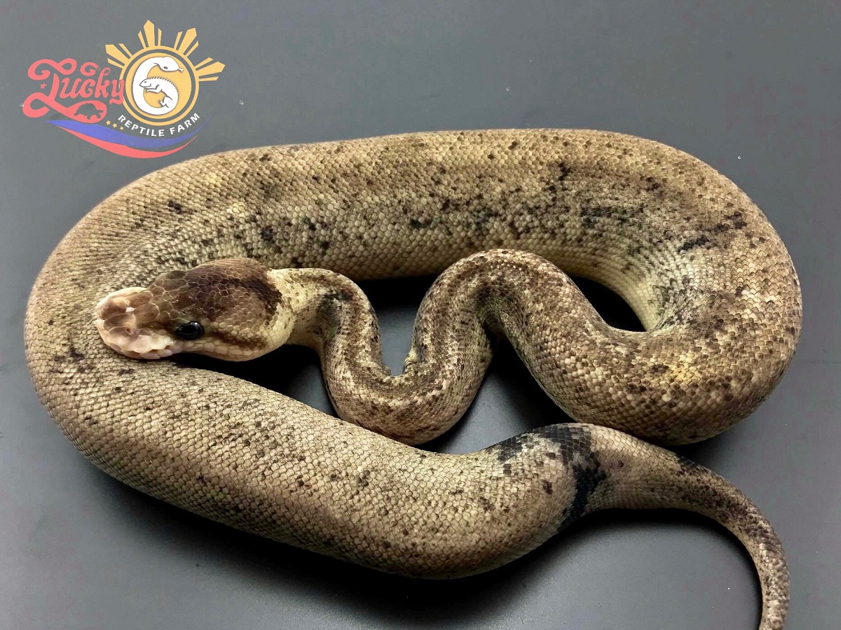 Fire Pastel Super Cinnamon Super Mojave