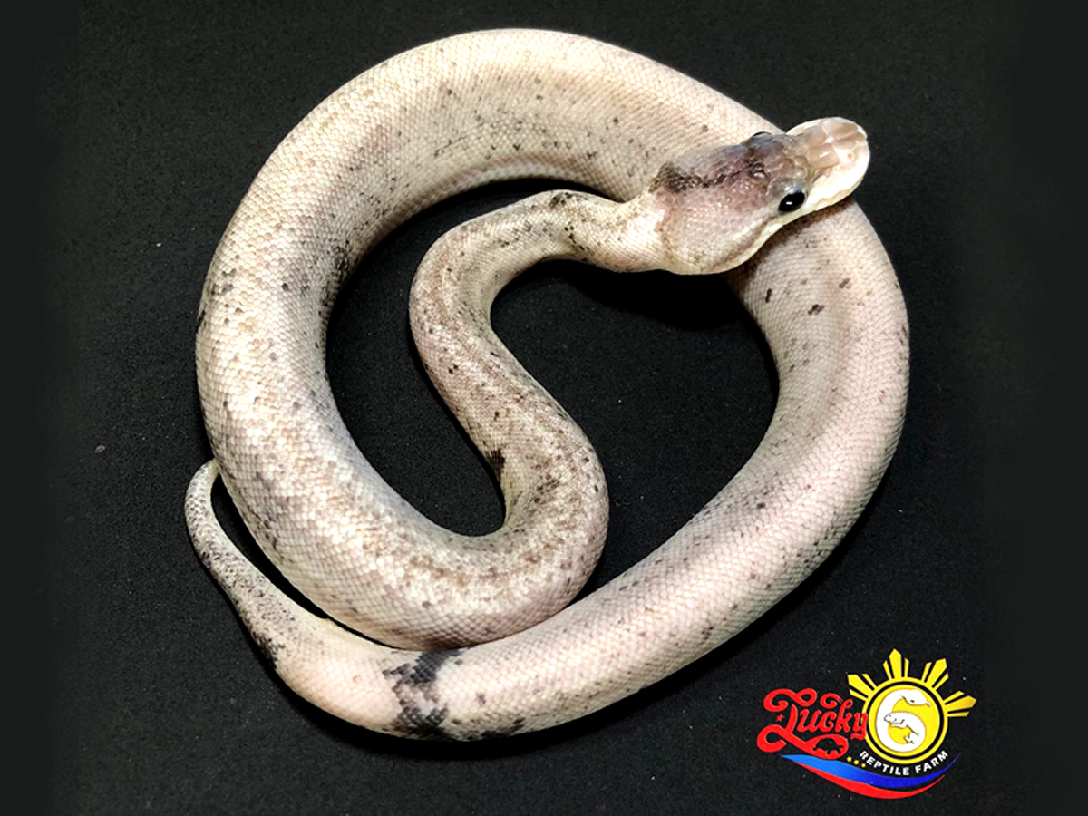 Fire Pastel Super Cinnamon Super Mojave