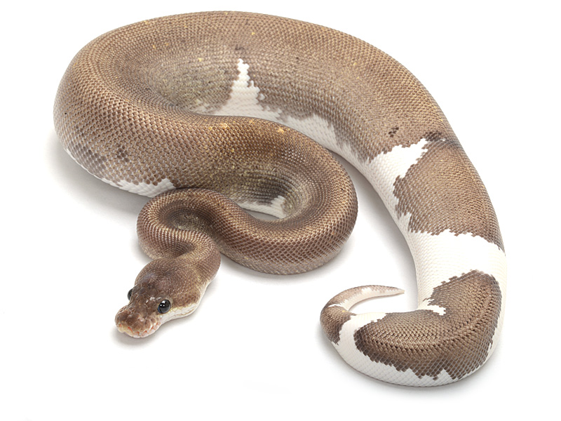 Fire Pastel Super Cinnamon/